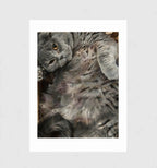 Boneless by Muse and Paw, a painterly print of a grey cat lying flat on its back, shown flat as a bordered fine art print.